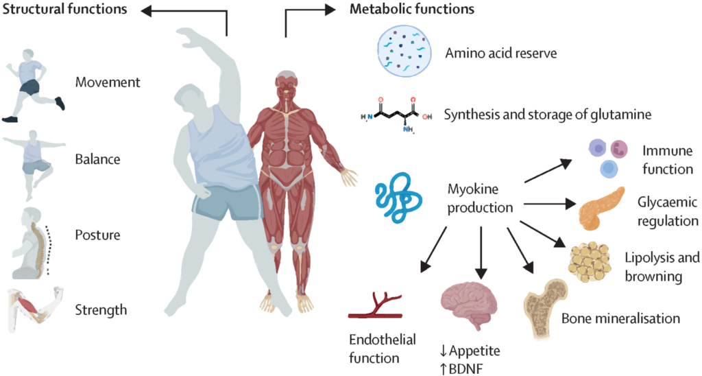 3 Cedar Lover A medical diagram illustrating the important role of muscle proteins in the human body